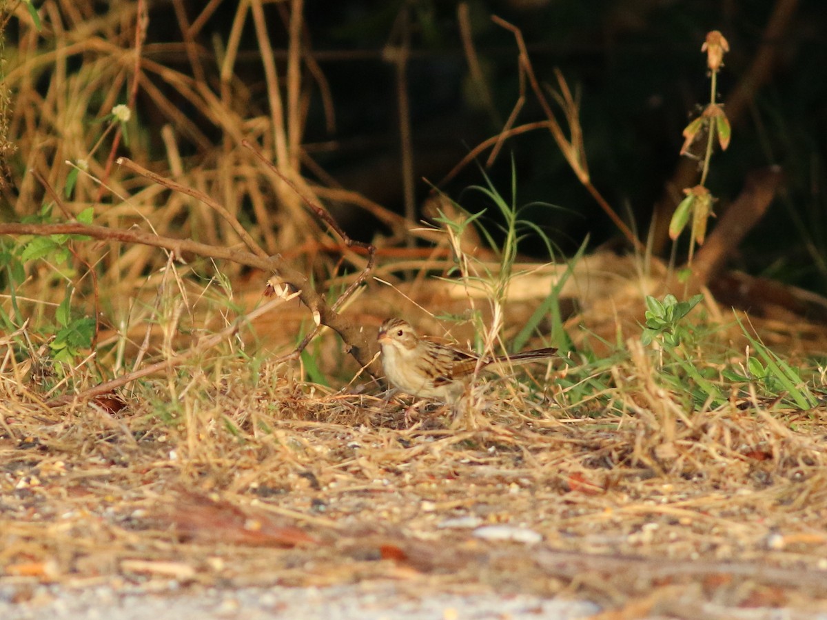 Clay-colored Sparrow - ML44026371