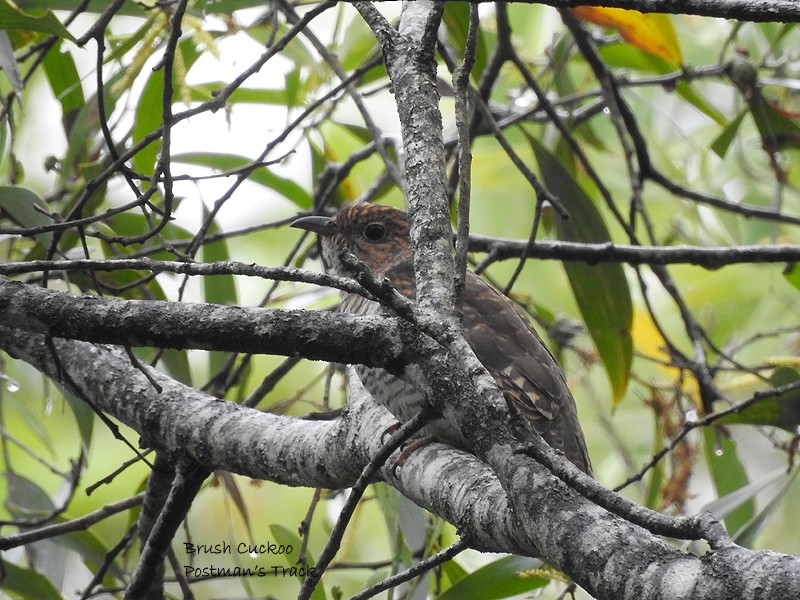 Brush Cuckoo - ML440263961