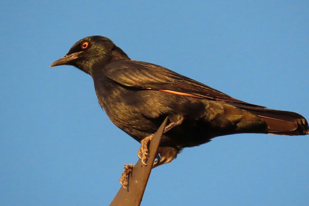 Pale-winged Starling - ML440264361