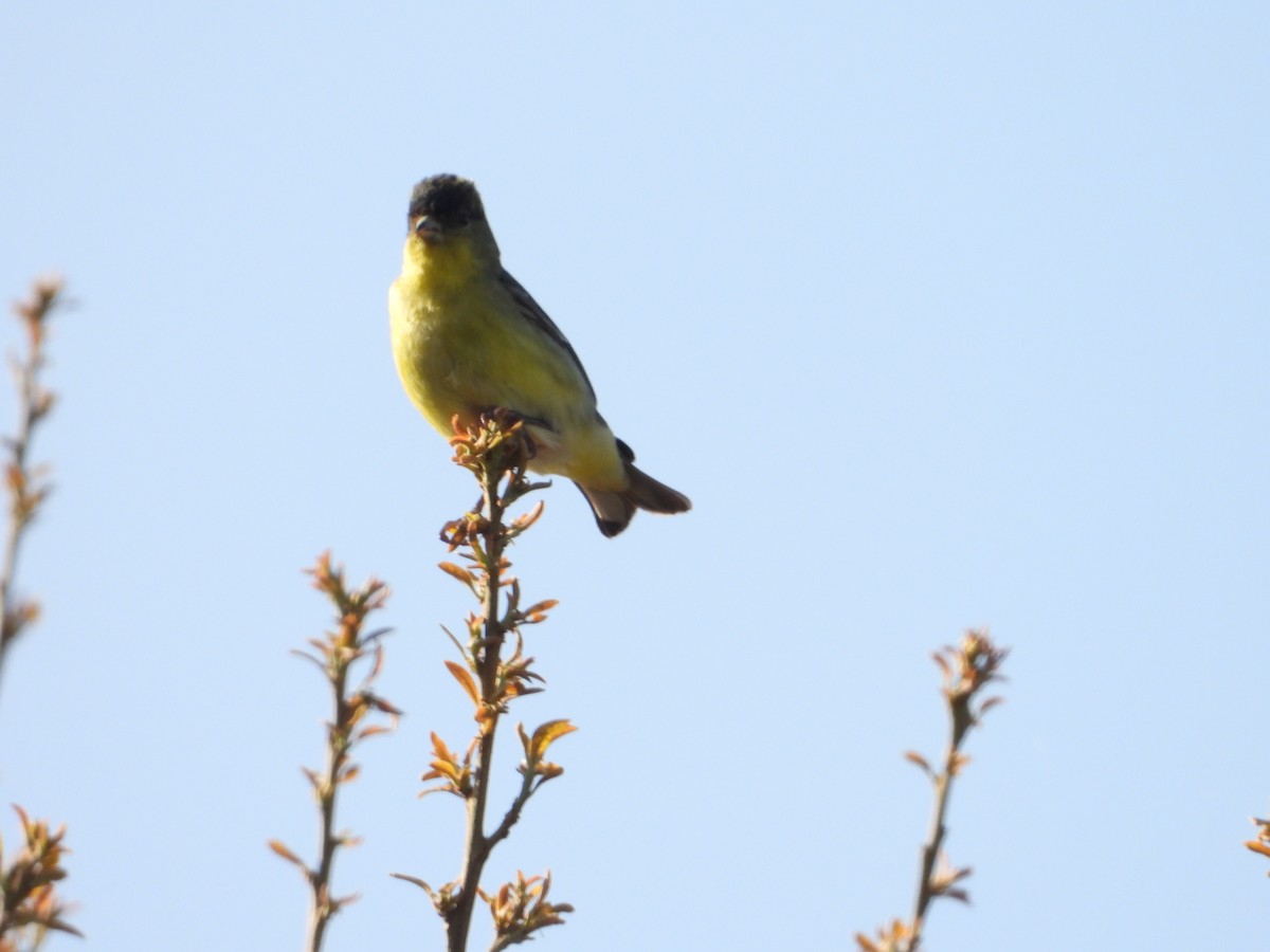 Lesser Goldfinch - ML440266031