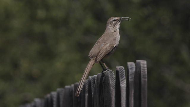 California Thrasher - ML440266381