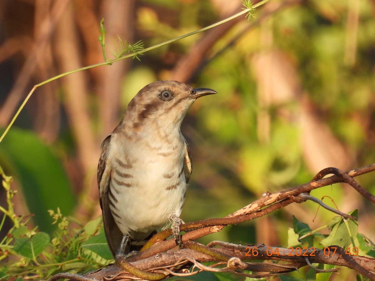 Horsfield's Bronze-Cuckoo - ML440268191