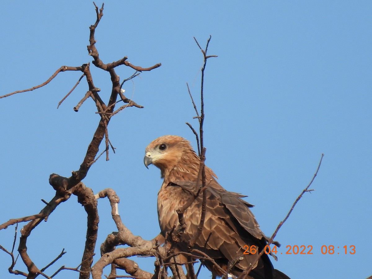 Black Kite (Black) - ML440268301