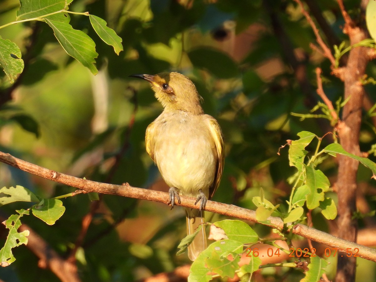 Brown Honeyeater - ML440268581