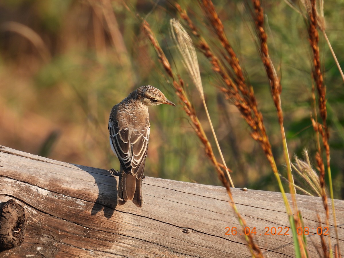 White-winged Triller - ML440268661