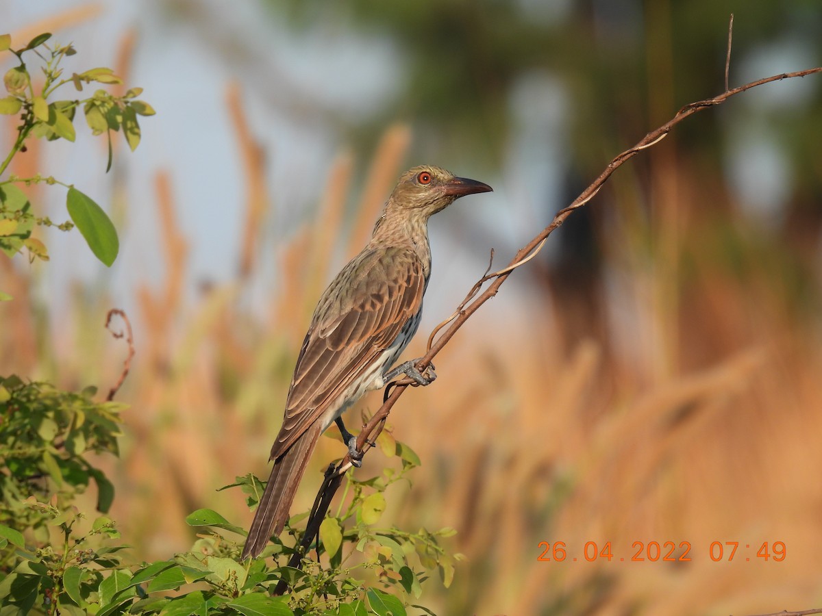 Olive-backed Oriole - ML440268871