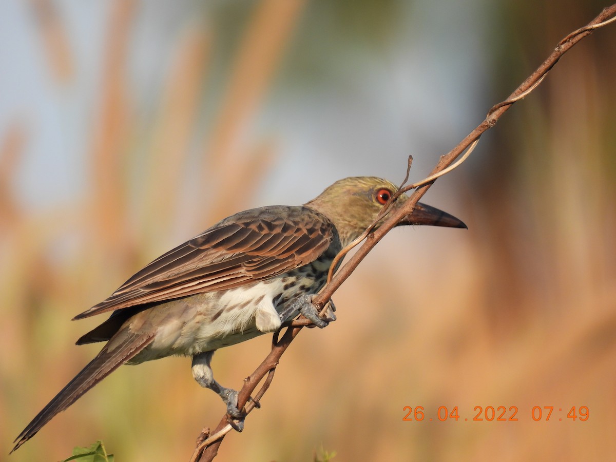 Olive-backed Oriole - ML440268911