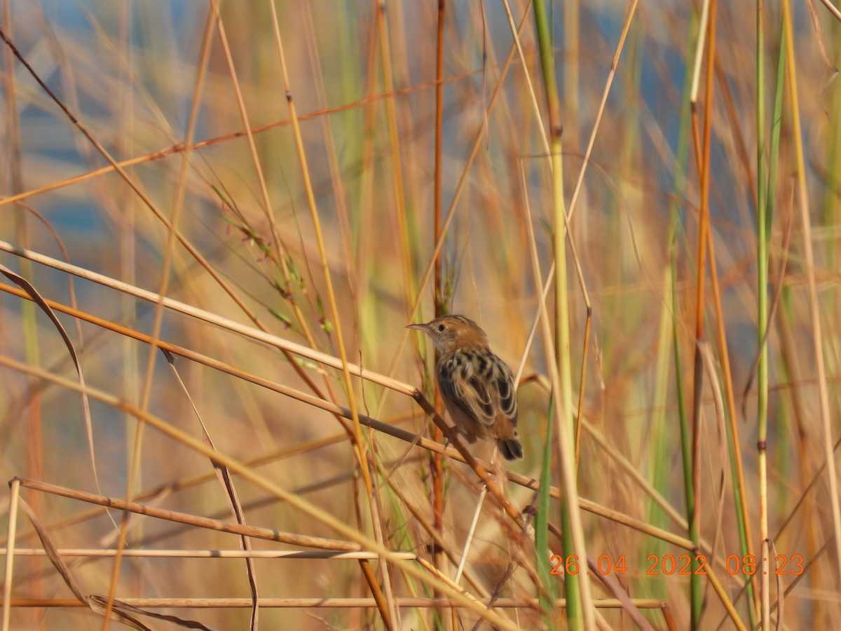 Golden-headed Cisticola - ML440268941