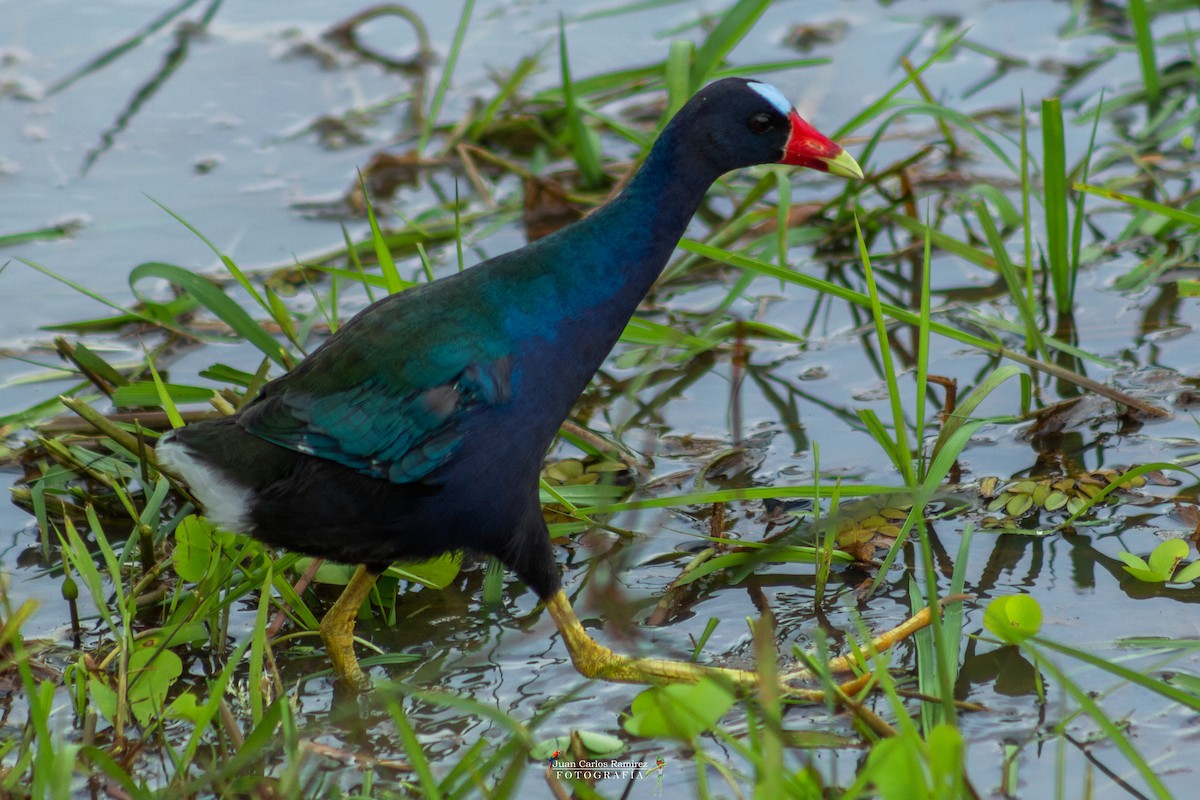 Purple Gallinule - ML440269001