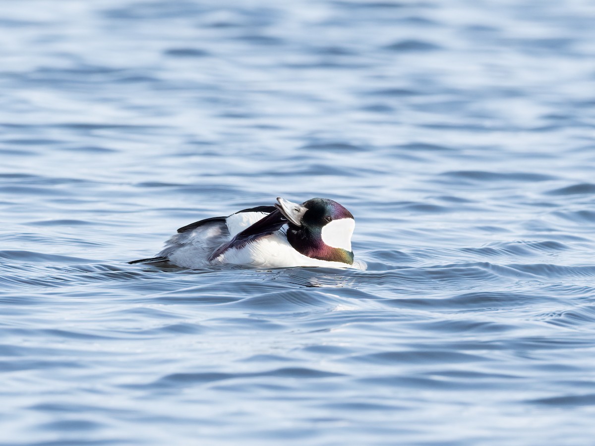 Bufflehead - ML440269031