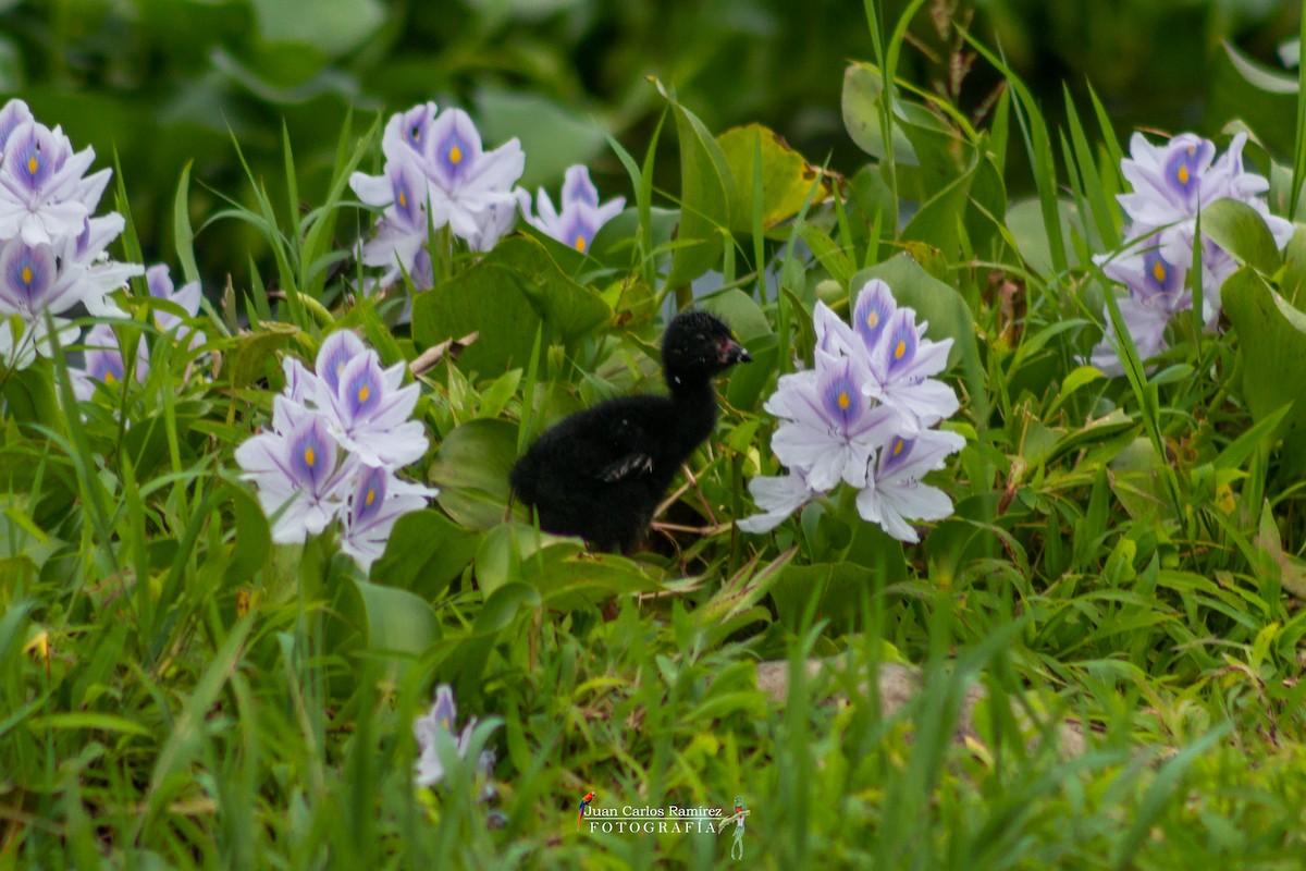 Purple Gallinule - ML440269321