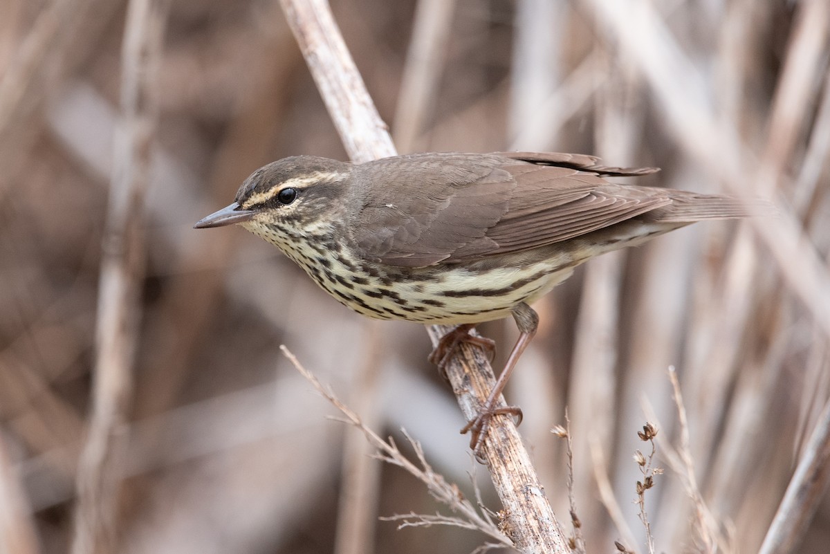 Northern Waterthrush - ML440269851