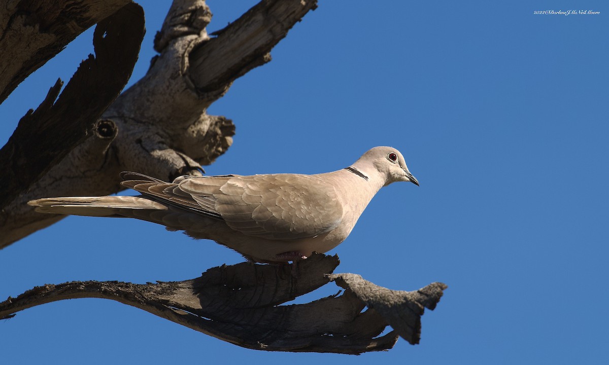 Eurasian Collared-Dove - ML440270271