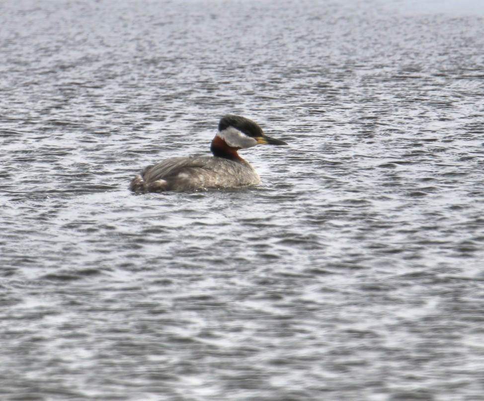 Red-necked Grebe - ML440271621