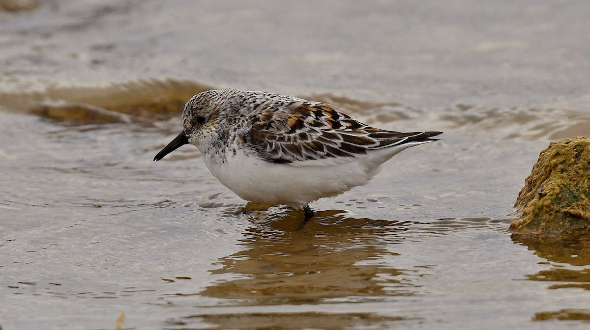 Bécasseau sanderling - ML440272181