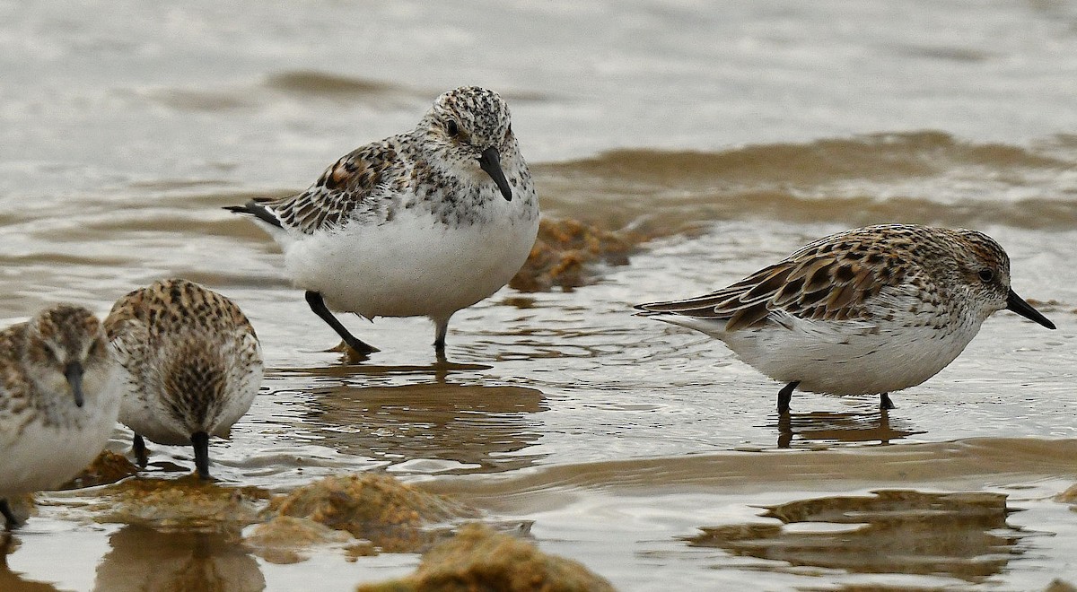 Bécasseau sanderling - ML440272211