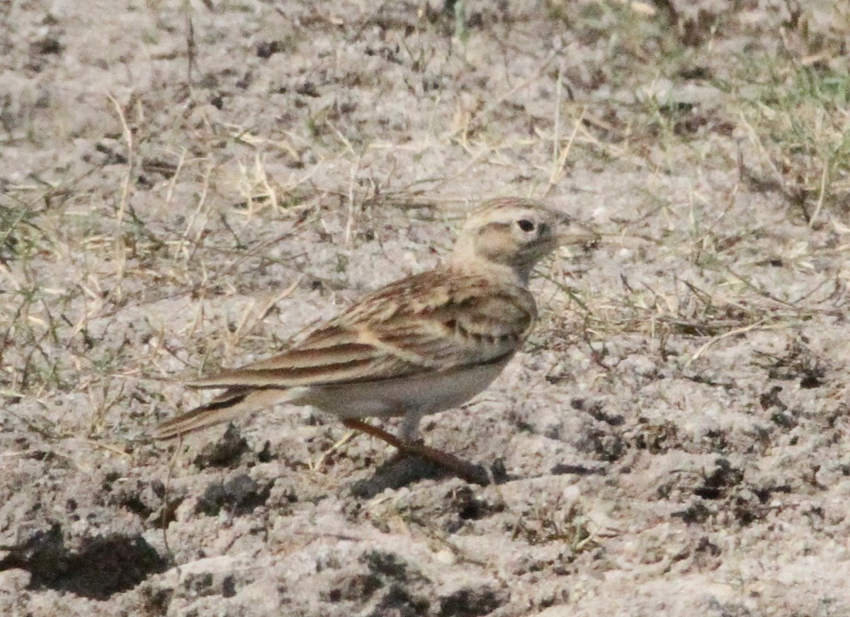 Mongolian Short-toed Lark - ML44027281