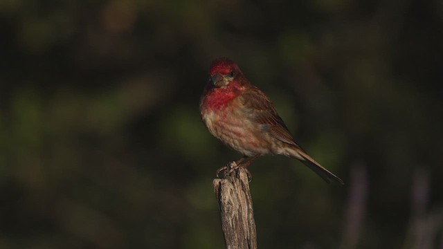 Camachuelo Purpúreo (californicus) - ML440276391