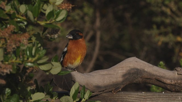 Black-headed Grosbeak - ML440277591