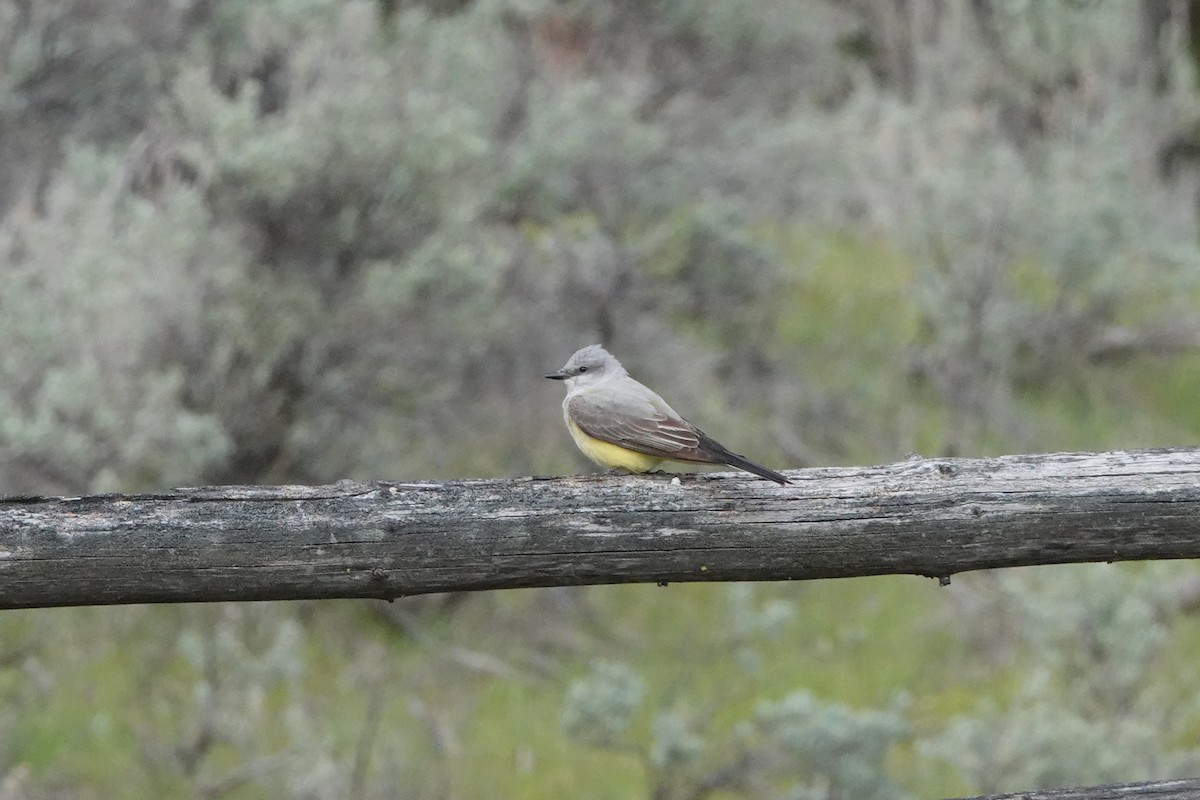 Western Kingbird - ML440278871