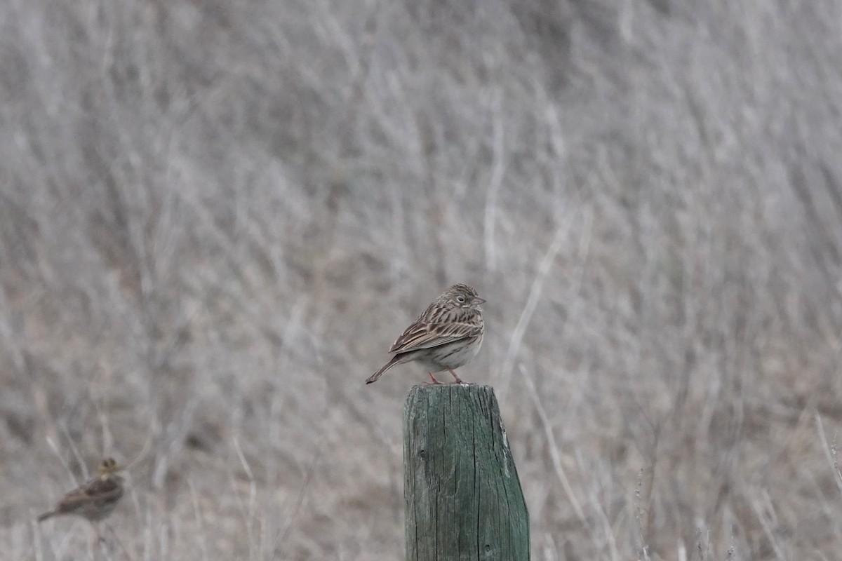 Vesper Sparrow - David Godfrey