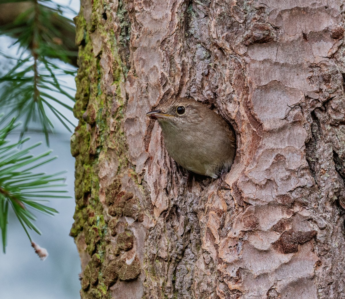 House Wren - Gordon Hart