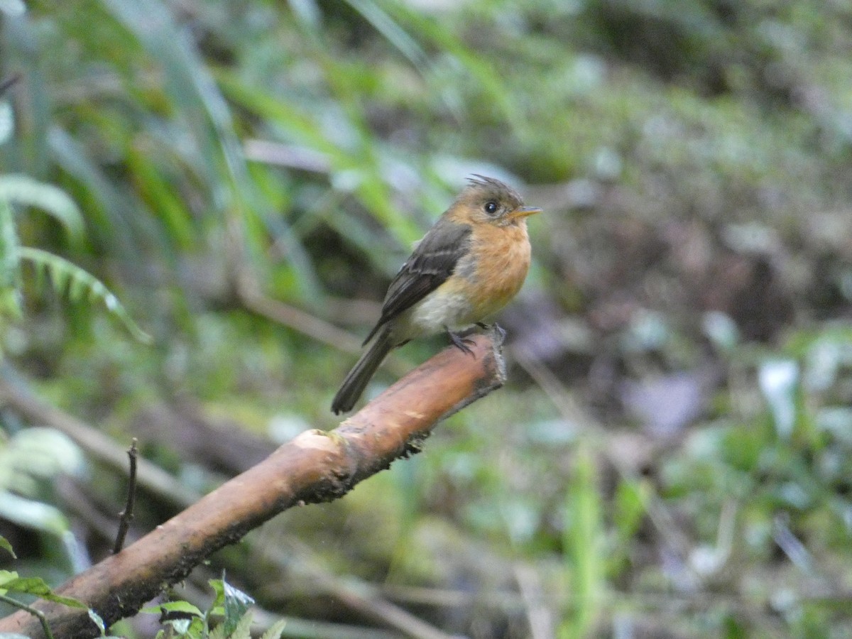 Tufted Flycatcher - ML440285221