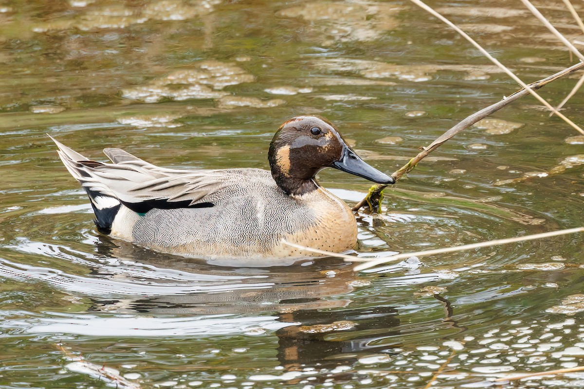 Northern Pintail x Green-winged Teal (hybrid) - ML440285801