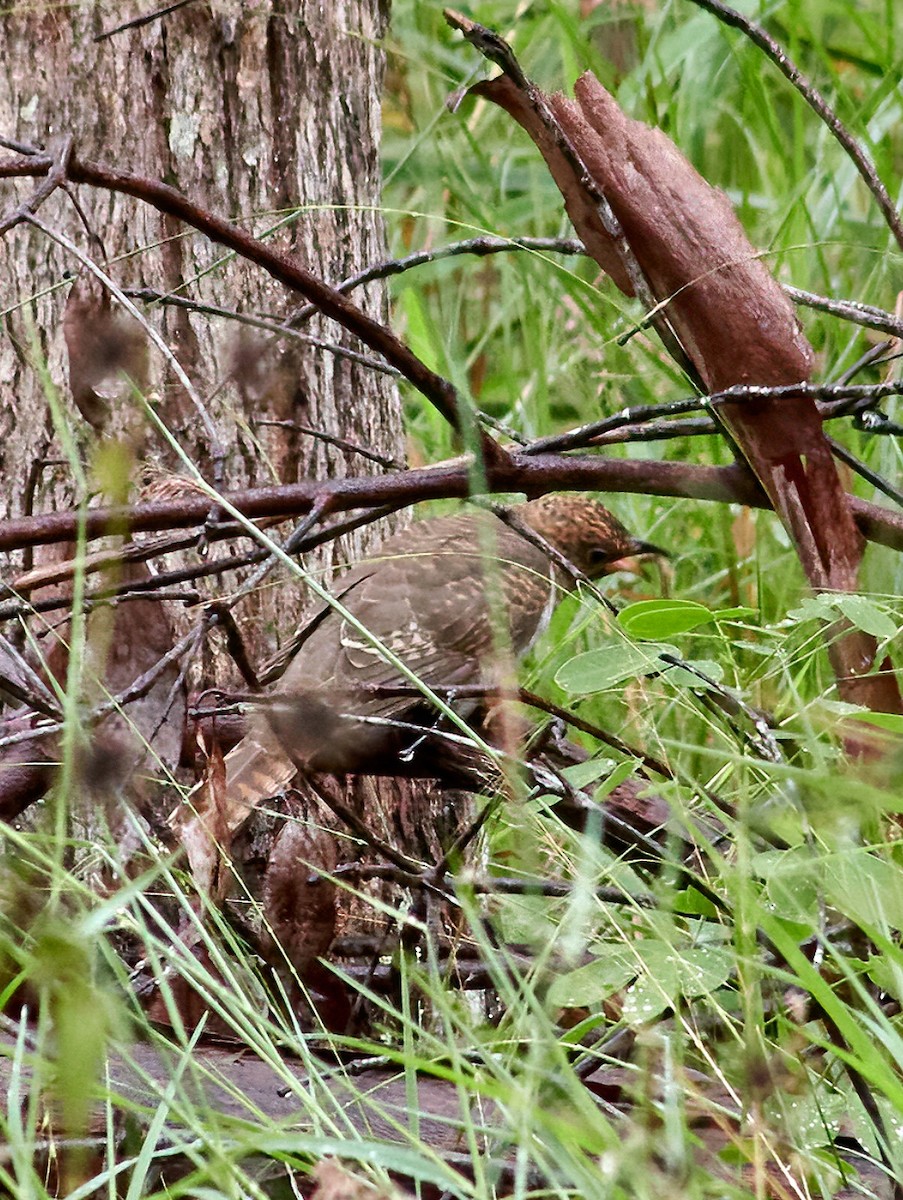 Brush Cuckoo - ML440286111