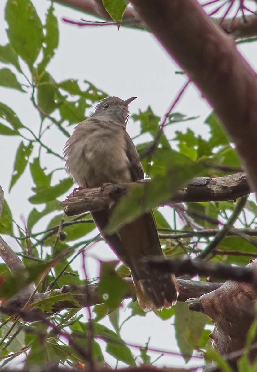 Brush Cuckoo - ML440286141