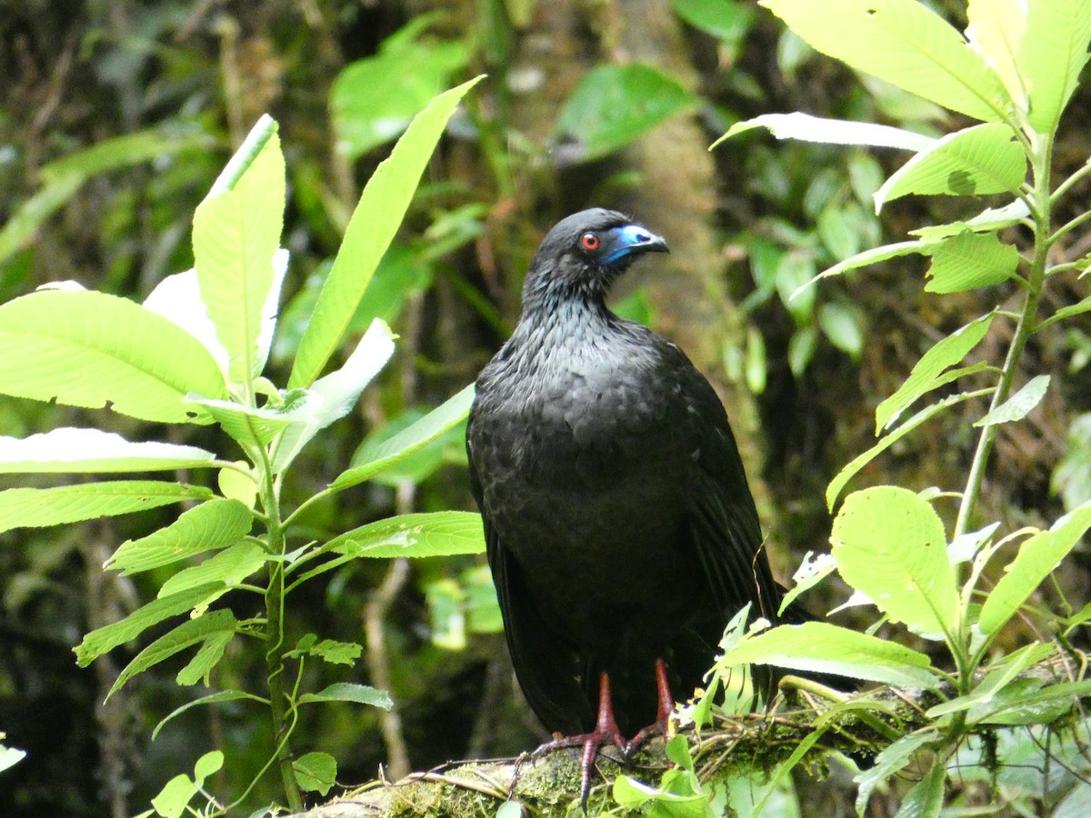 Schwarzguan - ML440287011