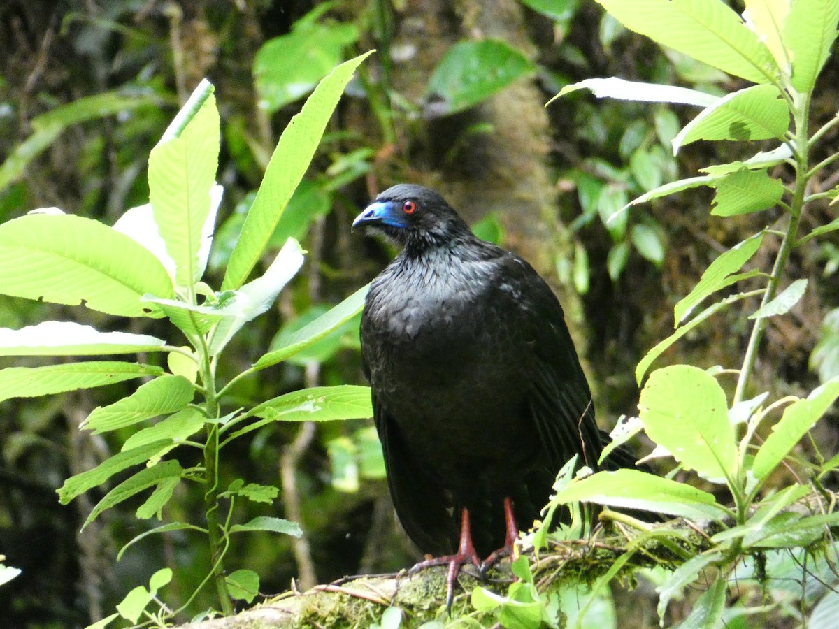 Schwarzguan - ML440287781