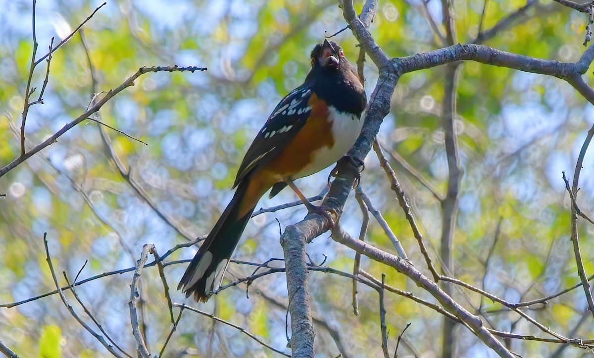 Spotted Towhee - ML440288891