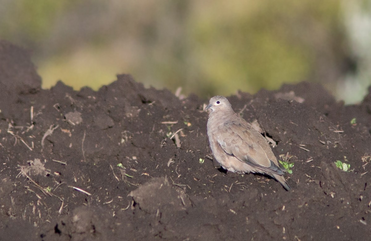 Black-winged Ground Dove - ML44029111