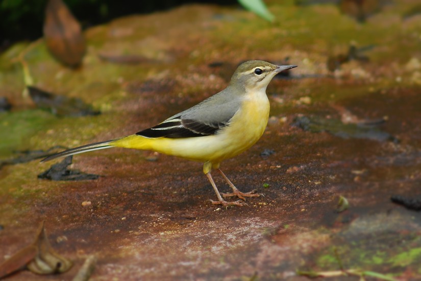 Gray Wagtail - ML440291541