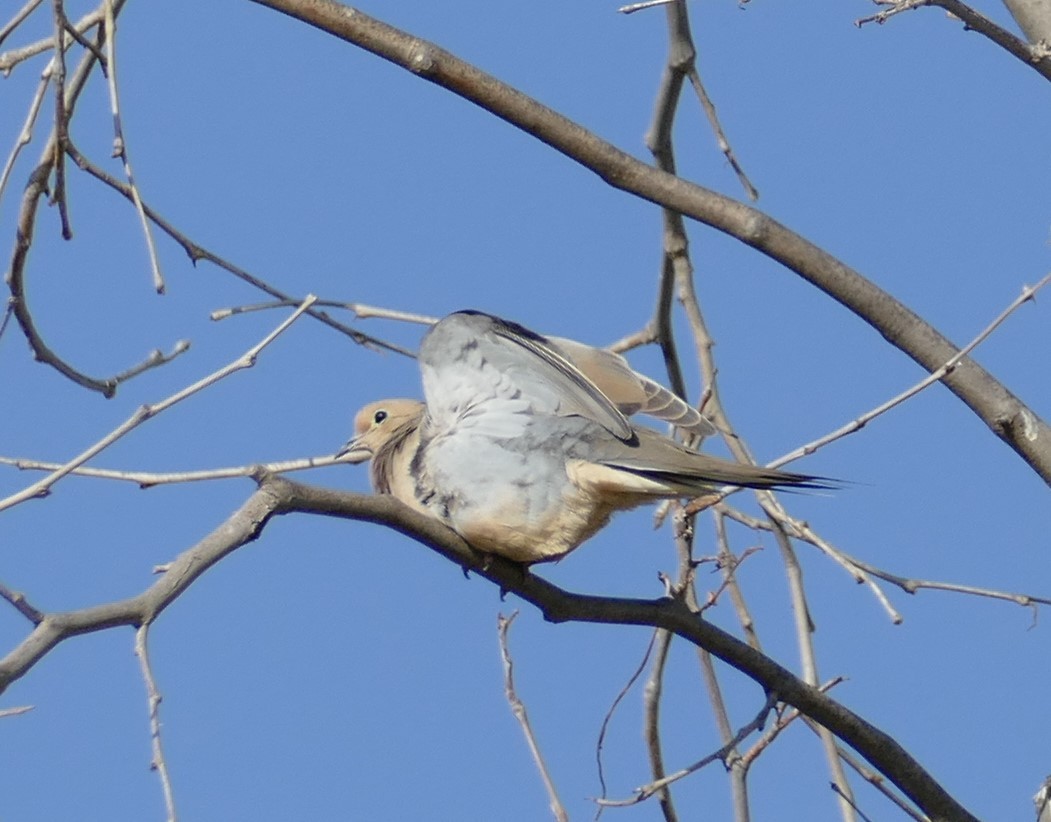 Mourning Dove - Kitty ONeil