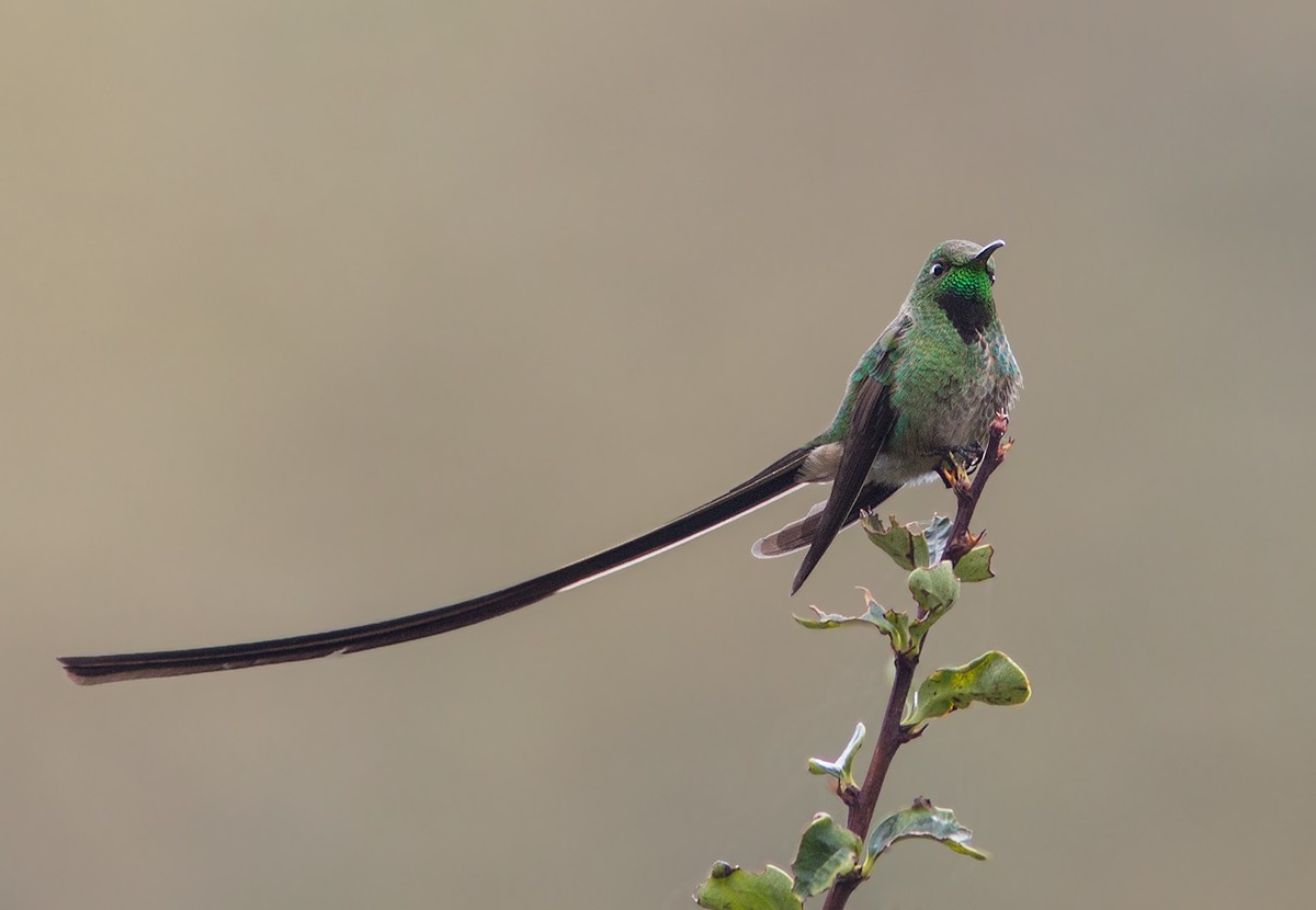 Black-tailed Trainbearer - Suzanne Labbé