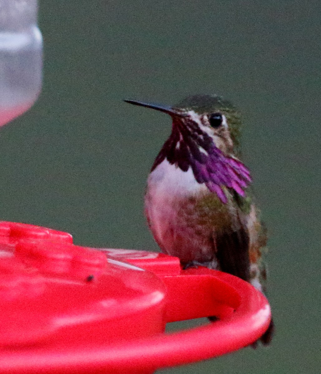 Calliope Hummingbird - Kent Leland