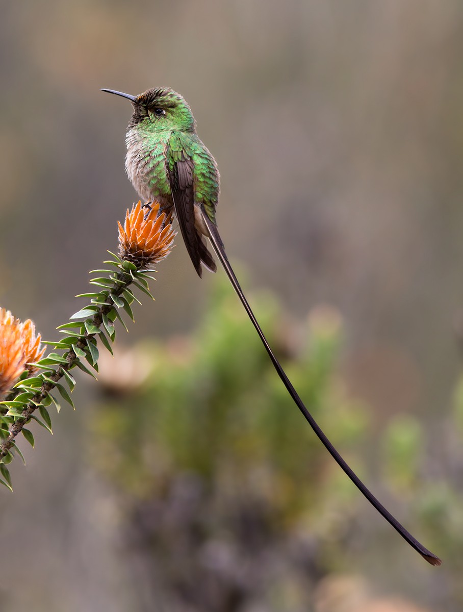 Black-tailed Trainbearer - Suzanne Labbé