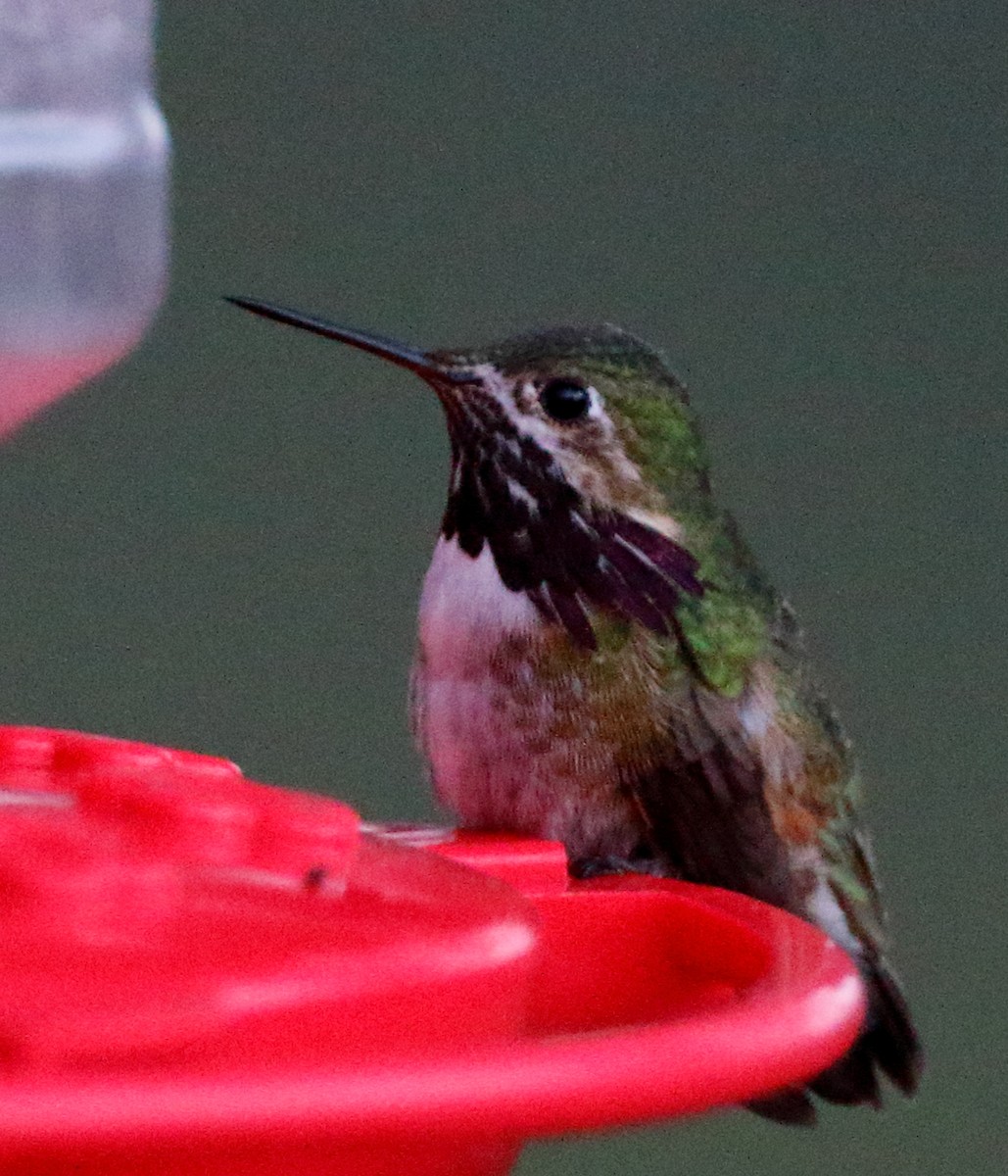 Calliope Hummingbird - ML440291931