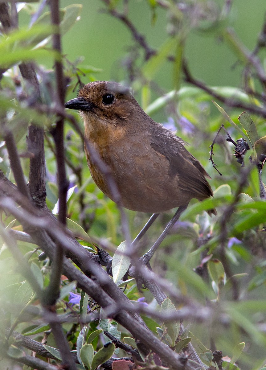 Tawny Antpitta - ML44029221