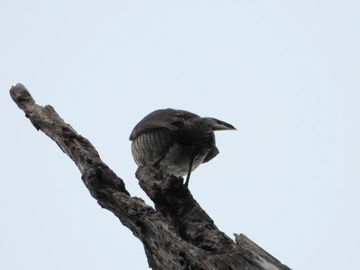 Regent Bowerbird - ML440292241