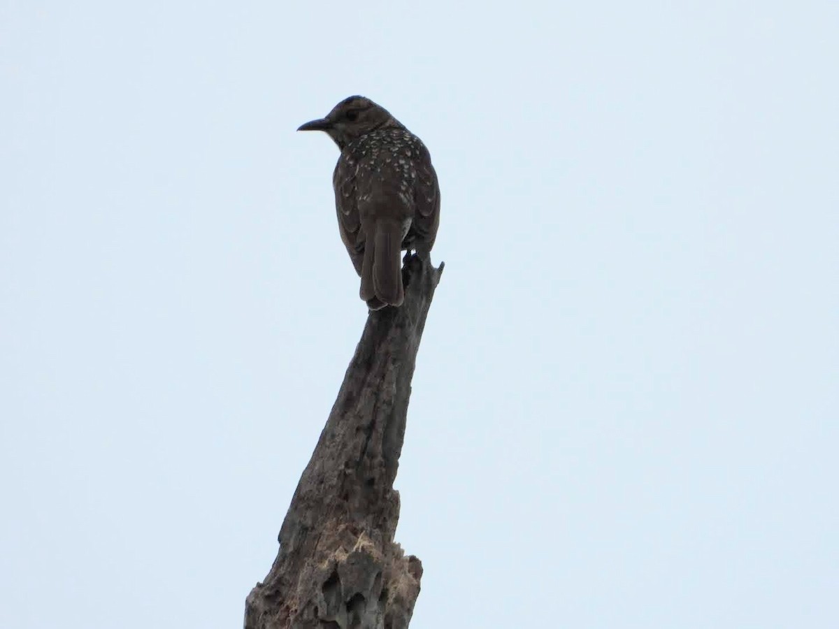 Regent Bowerbird - ML440292251