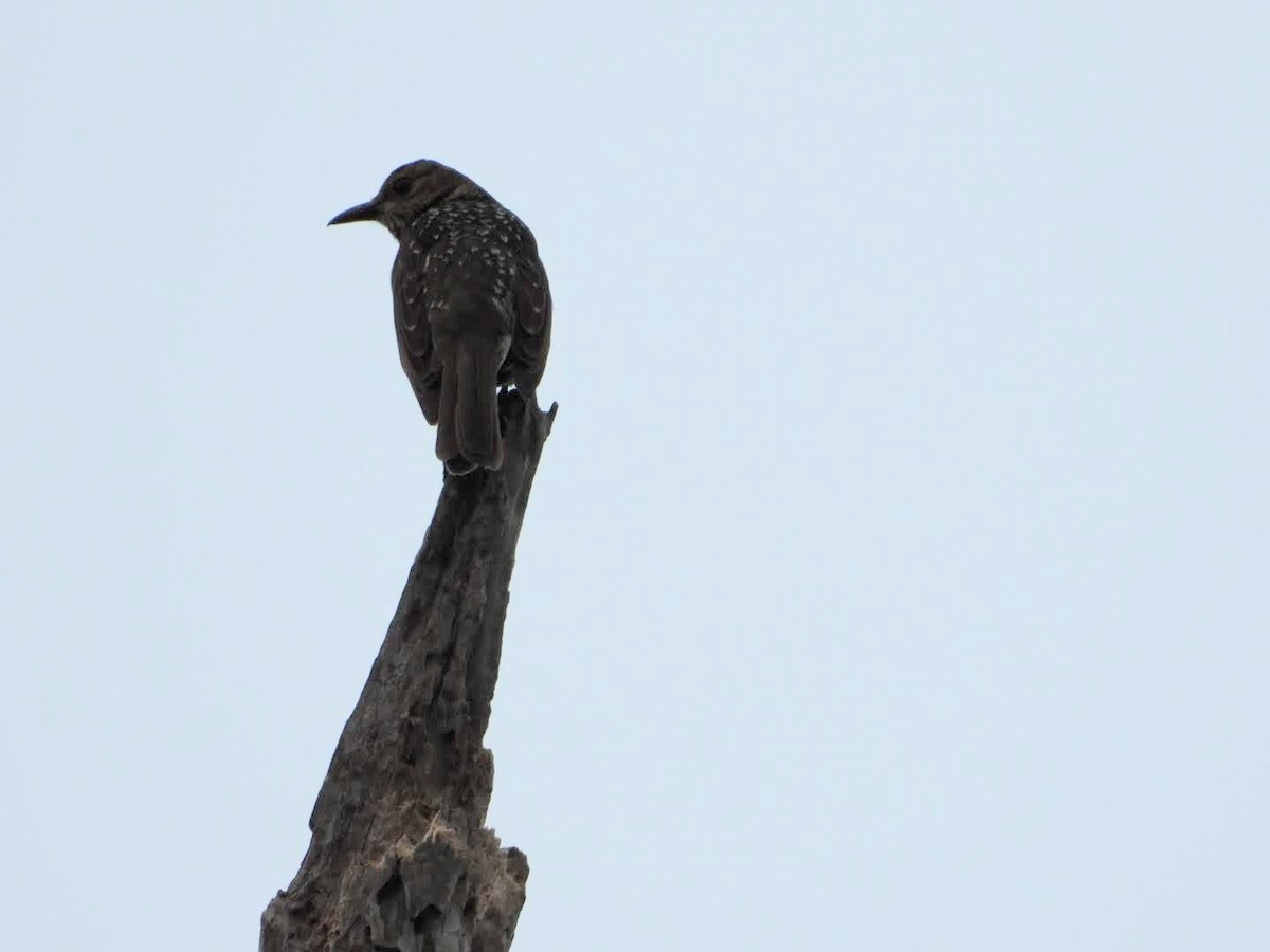 Regent Bowerbird - ML440292271