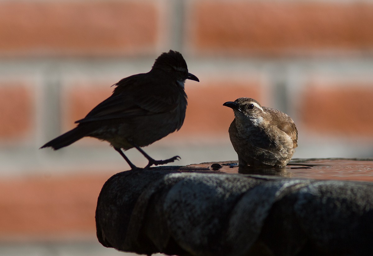 Stout-billed Cinclodes - ML44029241