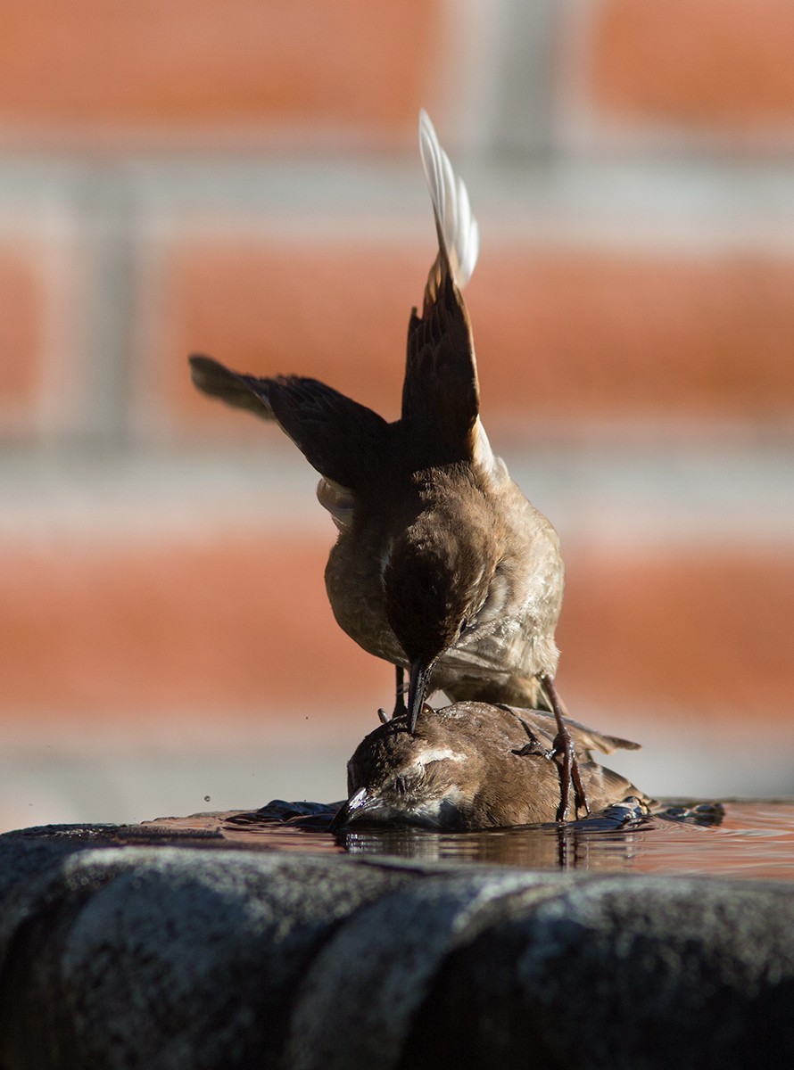 Stout-billed Cinclodes - ML44029251