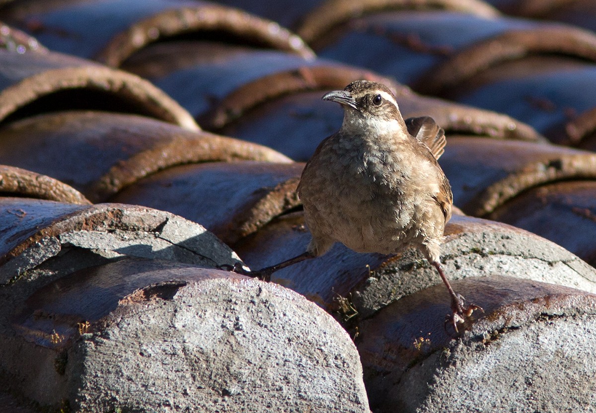 Stout-billed Cinclodes - ML44029261