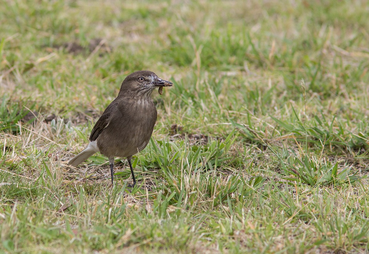 Black-billed Shrike-Tyrant - Suzanne Labbé