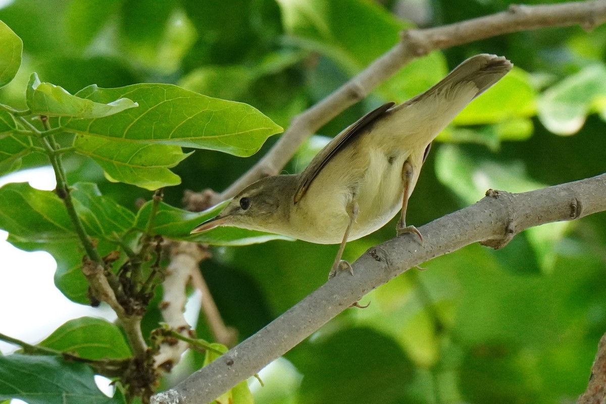 Booted/Sykes's Warbler - ML440294161