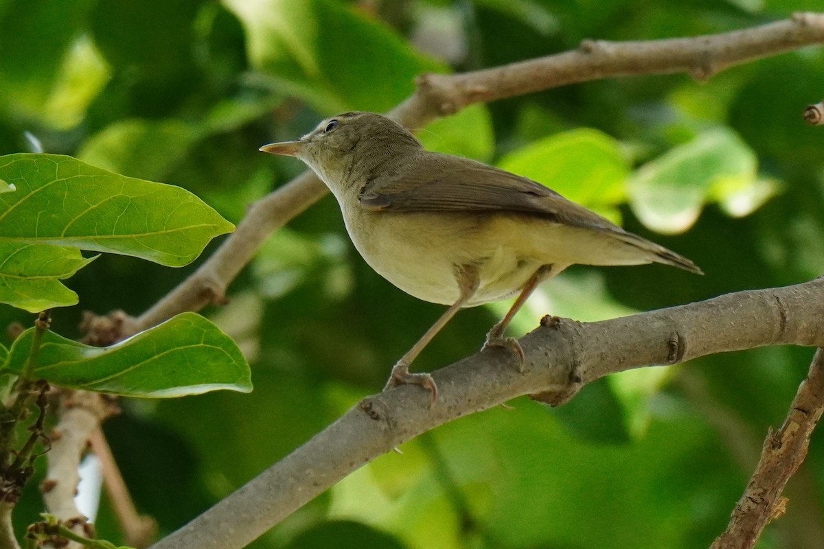 Booted/Sykes's Warbler - ML440294171